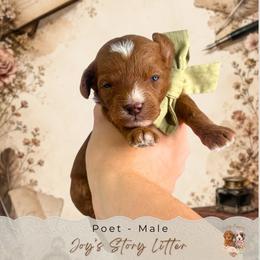 Poet - Red  male Goldendoodle puppy in Norcross, Georgia from Teddy Puppies