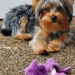 Yorkshire Terriers from Needmore Yorkies