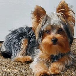Yorkshire Terriers from Needmore Yorkies