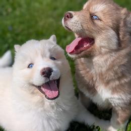 Ivy - Red and white female Siberian Husky puppy in Coshocton, Ohio from Wyant Farms