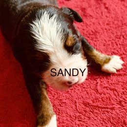 Sandra - Black rust and white female Bernese Mountain Dog puppy in Strasburg, Ohio from Lois Allison