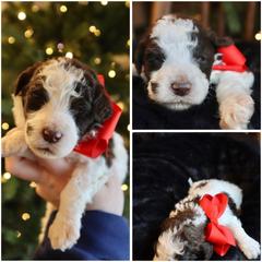 Mustache parti - Red female Whoodle puppy in Smallett, Missouri from Leshas Whoodles