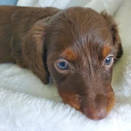 Danni - Chocolate and tan female Dachshund puppy in Mountain Grove, Missouri from Callaway Country Dachshunds