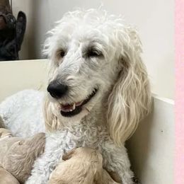 Goldendoodles from Funtucky Doodles