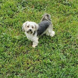 Uno - Morkie