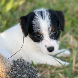 Girl - Fla-(Mingo) - Russell Terrier puppy in Englewood, Florida from Manasota Key Jack Russells
