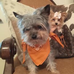 Oscar - Yorkshire Terrier