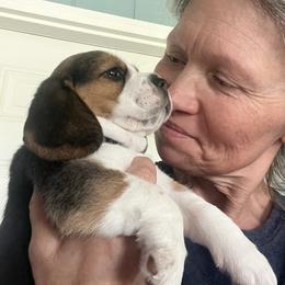 Beagle Puppies from Leslie Beagles of Leslie Farm