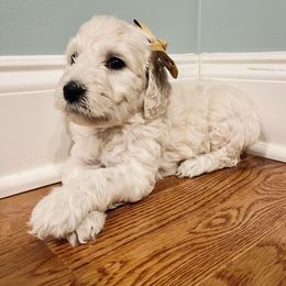 Goldendoodle Puppies from Southern Darling Doodles