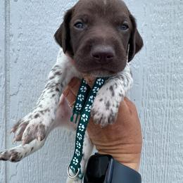 Green - Liver roan male German Shorthaired Pointer puppy in Newton Grove, North Carolina from Wayalife Labradors & Gsp’s