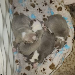 Boston Terrier and French Bulldog Puppies from Legends Frenchton's, French Bulldogs ,Boston Terriers & French Bullhuahua's