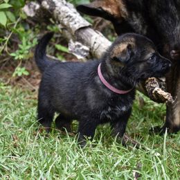 German Shepherd Puppies from Fürstenpalast German Shepherds