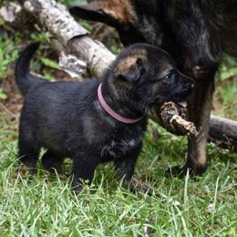 German Shepherd Puppies from Fürstenpalast German Shepherds