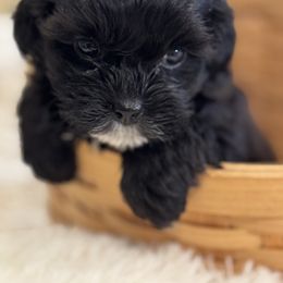 Cavapoo and Shihpoo Puppies from Haus of Doodles