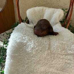 CKC Oakley - Chocolate and tan female Dachshund puppy in Cape Coral, Florida from Duker’s Dachshunds