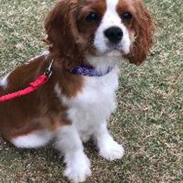 Waffles - Cavalier King Charles Spaniel
