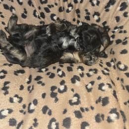 Cane Corso and Shih Tzu Puppies from Hardradas Dynasty Kennel
