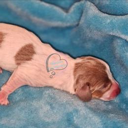 Isabella pie male - Fawn (isabella) and tan male Dachshund puppy in Herald, California from Bluegum Dachshunds