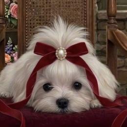 AKC Korean Male - White male Maltese puppy in Mooresville, North Carolina from Clearview Canines