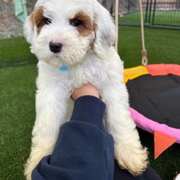 Forrest - Blue - Parti male Goldendoodle puppy in Ruthorfordton, North Carolina from Duncan Doodles Goldendoodles