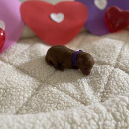 Purple - Red  female Poodle puppy in Bakersfield, California from Pups and Paws Toy Poodles