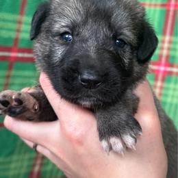 Argestes - Gray fawn male Anatolian Shepherd Dog puppy in Rapid River, Michigan from Echolight Australian Shepherds