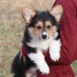 Timber (Fluffy) - Black and tan male Pembroke Welsh Corgi puppy in Fayetteville, Arkansas from Intergalactic Corgis