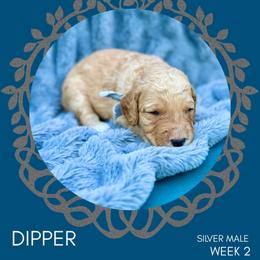 Goldendoodle Puppies from Locust Hill Goldendoodles