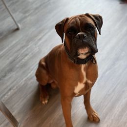 Apollo - Boxer