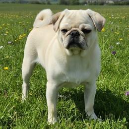 Tarzan - Pug