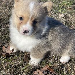 Russell - Red male Pembroke Welsh Corgi puppy in Mount Carmel, Tennessee from Hidden View Farm