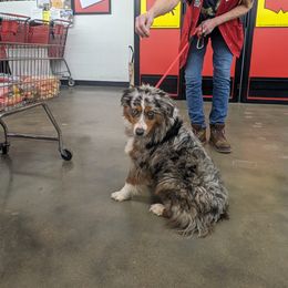 Girl 5 - Blue merle Miniature Australian Shepherd puppy in St. Louis, Missouri from Spotted Rump Ranch