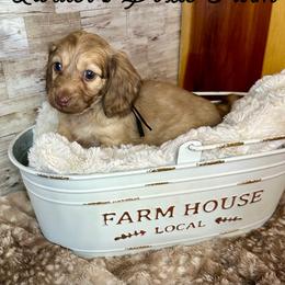 Oslo-2200 - Cream male Dachshund puppy in Atwood, Oklahoma from Holder’s Doxie Farm