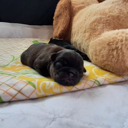 Brussels Griffon puppies from Amelyn Show Dogs