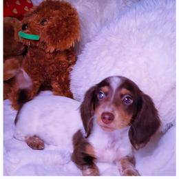 Dachshund and Great Dane Puppies from AZ's Prestigious Minature Dachshunds