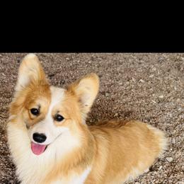 Esme - Pembroke Welsh Corgi