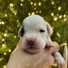 Skye - White female Boxer puppy in Jamesville, New York from Reynolds Homestead Boxers