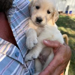 Mr. Red - Light golden male Golden Retriever puppy in Vesuvius, Virginia from South River Retriever's