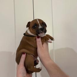 Black Collar Boy - Red and white male Staffordshire Bull Terrier puppy in Scappoose, Oregon from Stumptown Staffordshire Bull Terriers
