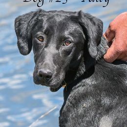 Patty - Labrador Retriever