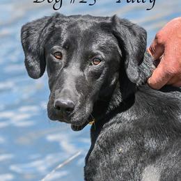 Patty - Labrador Retriever
