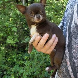 Nik - Chihuahua