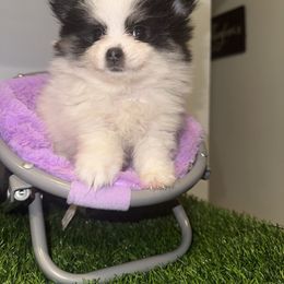 Poppy - Tri-colored female Pomeranian puppy in Fredericksburg, Virginia from Designer Dog Society
