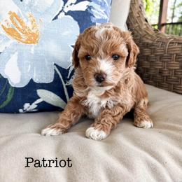 Patriot - male Cavapoochon puppy in Morris, Pennsylvania from Heartland Puppies