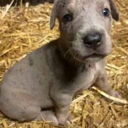 ROMANTIC - Merle female Great Dane puppy in Street, Maryland from Grant’s Gorgeous Greats