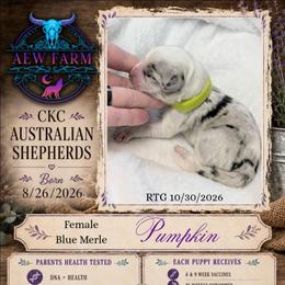 Pumpkin - Blue merle female Australian Shepherd puppy in Citra, Florida from AEW Farm
