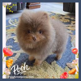 Pooh - Rare Color - AKC - Lavender male Pomeranian puppy in Eatonville, Washington from Foxy Forest Poms