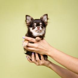 Chihuahua Puppies from Petits Chihuahuas