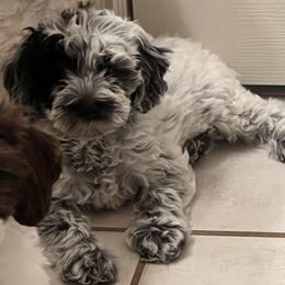 Roadie - Black and chalk male Australian Labradoodle puppy in Denton, Texas from Dignity Labradoodles