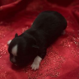 Boots - Black and white male Chihuahua puppy in Breese, Illinois from Casey's Chihuahuas and mini Dachshunds